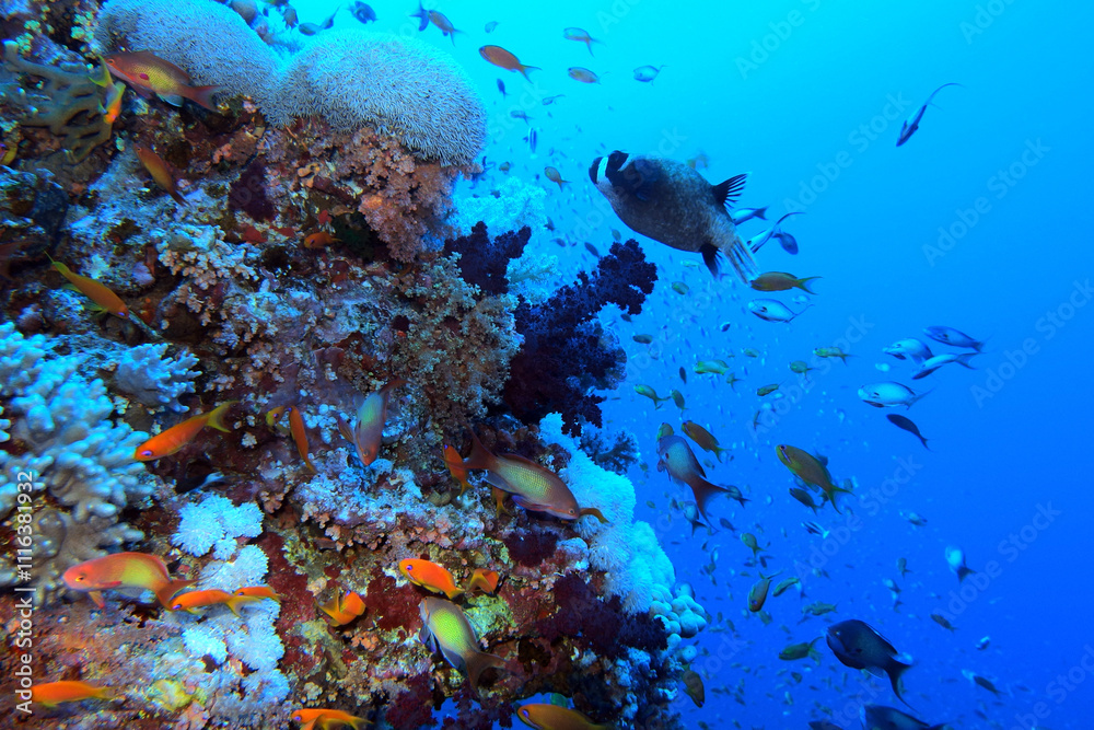 Coral reef near Brothers Island on Red Sea, Egypt