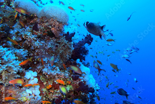 Obraz na płótnie Coral reef near Brothers Island on Red Sea, Egypt w salonie