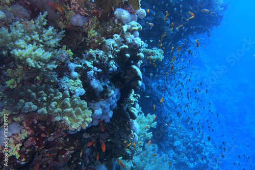 Obraz na płótnie Coral reef near Brothers Island on Red Sea, Egypt w salonie