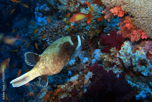 Obraz na płótnie Masked puffer in the Red Sea near Brothers Islands in Egypt w salonie