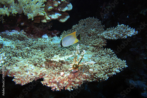 Obraz na płótnie Acropora - table coral in the Red Sea near Fury Shoals in Egypt w salonie