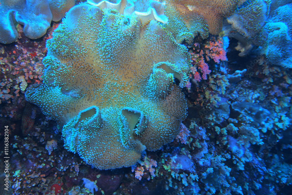 Fototapeta premium Leather coral near Fury Shoals on Red Sea, Egypt