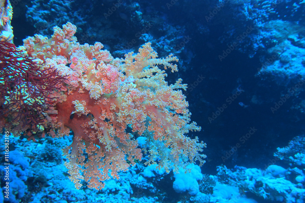 Soft corals in the Red Sea near Brothers Islands in Egypt