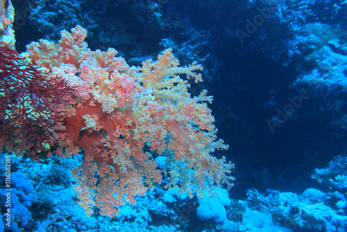 Obraz na płótnie Soft corals in the Red Sea near Brothers Islands in Egypt w salonie