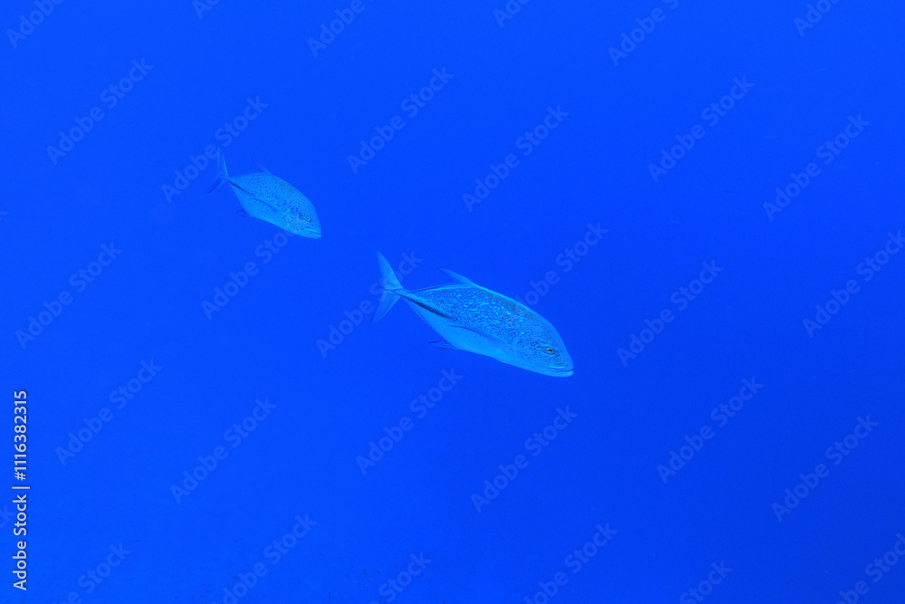 Bluefin trevally in Red Sea near Brothers Islands, Egypt