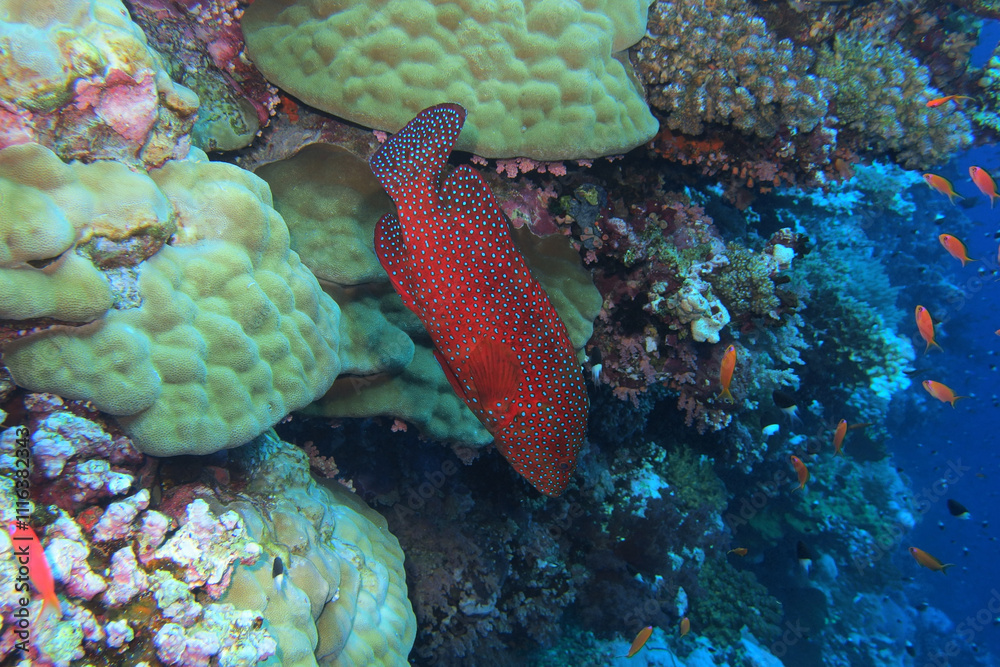 Coral grouper in the Red Sea near Brothers Islands in Egypt