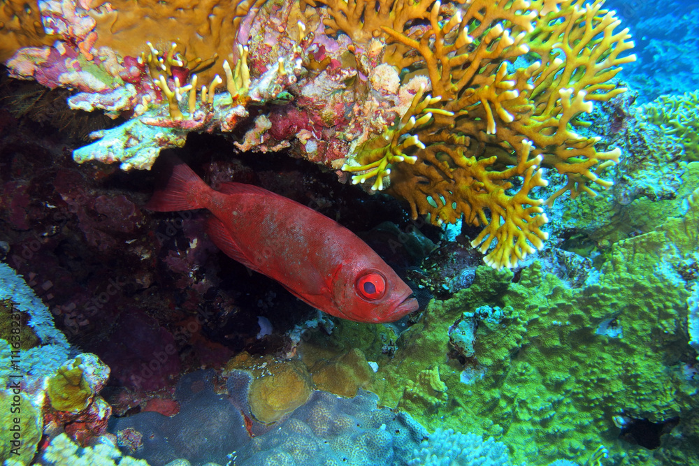Paeony bulleye in the Red Sea near Brothers Islands in Egypt
