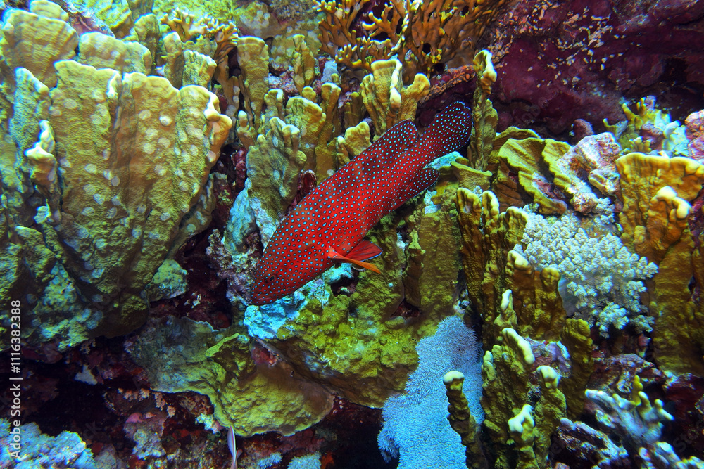 Coral grouper in the Red Sea near Brothers Islands in Egypt