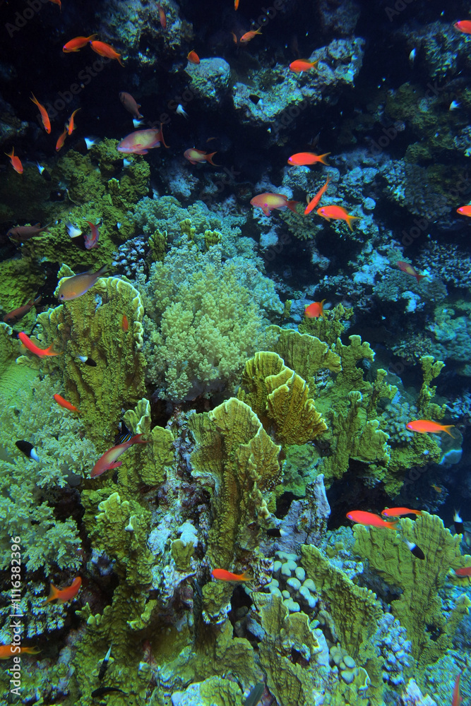 Elephant ear coral (mycedium elephantotus) in the Red Sea near Brothers Islands in Egypt