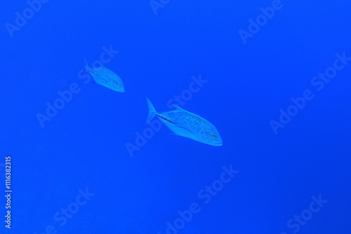 School of great barracudas in Red Sea near Brothers Islands, Egypt photo