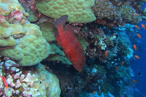 Obraz na płótnie Coral grouper in the Red Sea near Brothers Islands in Egypt w salonie