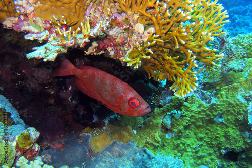 Obraz na płótnie Paeony bulleye in the Red Sea near Brothers Islands in Egypt w salonie