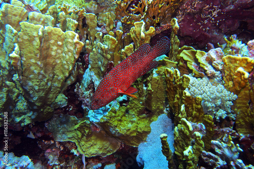 Obraz na płótnie Coral grouper in the Red Sea near Brothers Islands in Egypt w salonie
