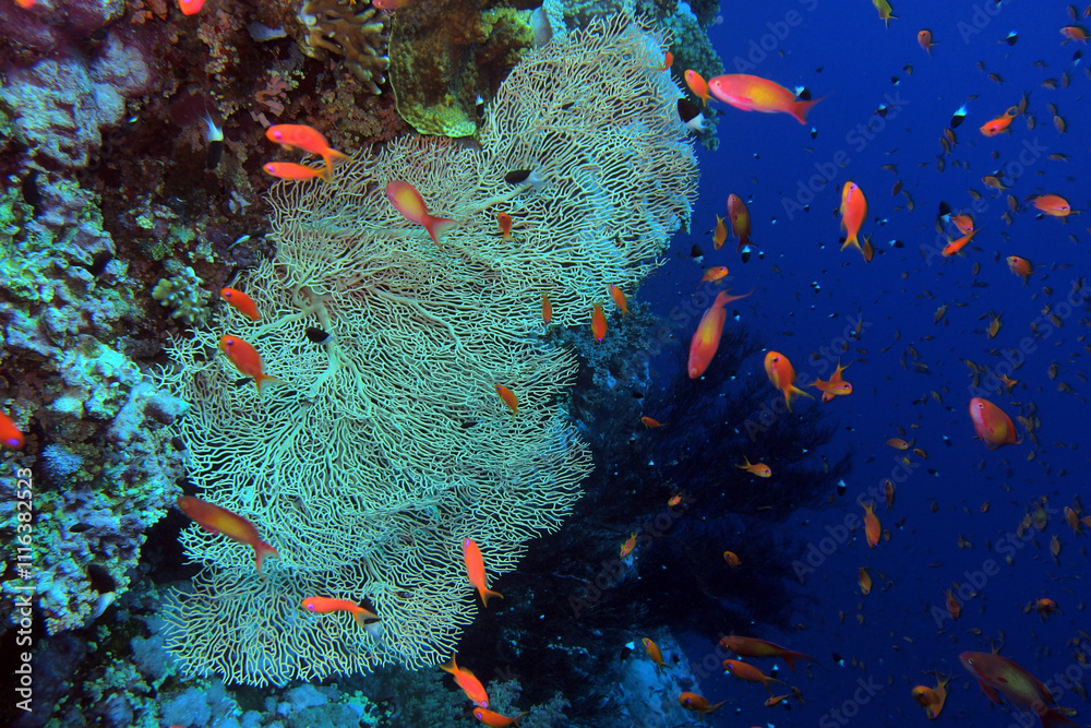 Gorgonian Giant Sea Fan near Brothers Island on Red Sea, Egypt