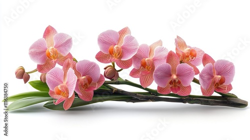 Vibrant pink and purple dendrobium orchid branch displayed elegantly on a clean white background showcasing floral beauty and detail.