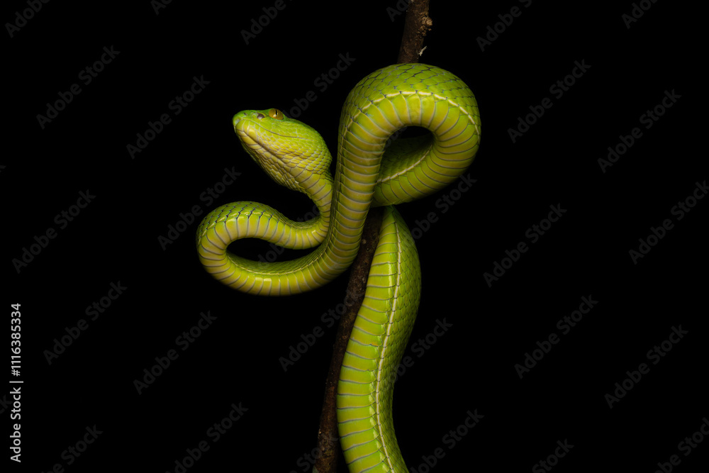 Fototapeta premium White lipped pit viper or White lipped tree viper 