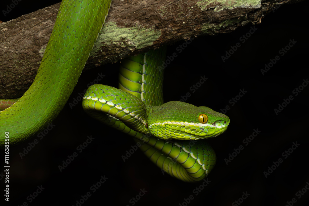 Obraz premium Trimeresurus albolabris, the white-lipped pit viper or white-lipped tree viper, is a venomous pit viper species
