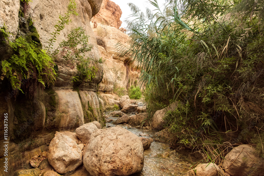 Obraz premium Wadi Arugot Stream in the charming Ein Gedi Nature Reserve, Israel