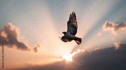 Hawk soaring against a stunning sunset backdrop