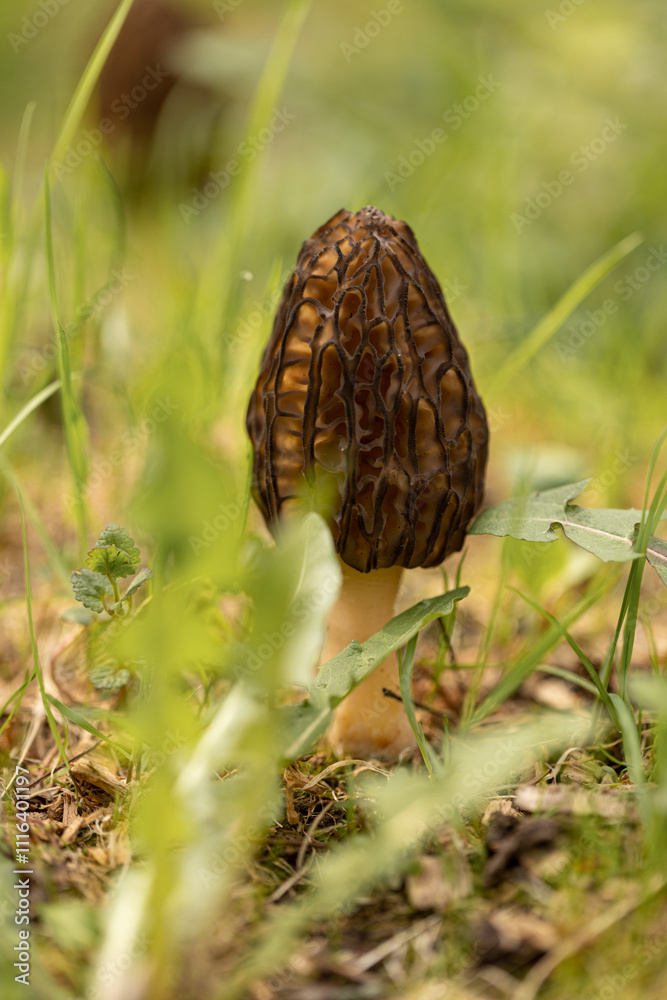 Spring Morel mushroom on a green meadow Spring Morel mushroom on a green meadow