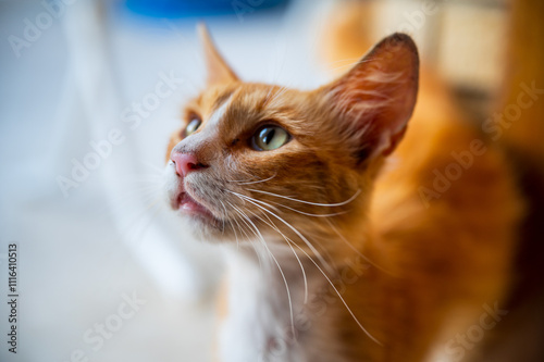 Ginger cat gazing through a window