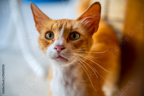 Orange tabby cat enjoying the sunlight