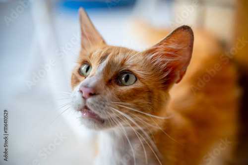 Orange kitten looking through the glass