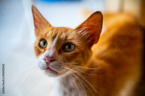 Orange tabby kitten with curious stare