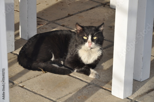 Black and white cat in doorway