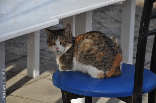 Striped cat sitting on doorstep outdoors