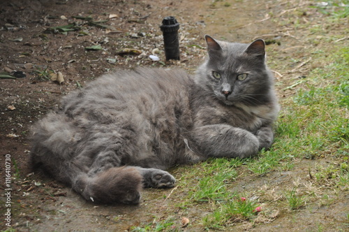 Relaxed cat lounging in grassy area