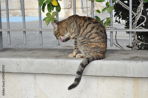 Striped cat exploring outdoor stone steps