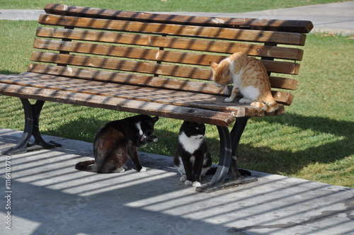 Cat stretching on park bench outdoors