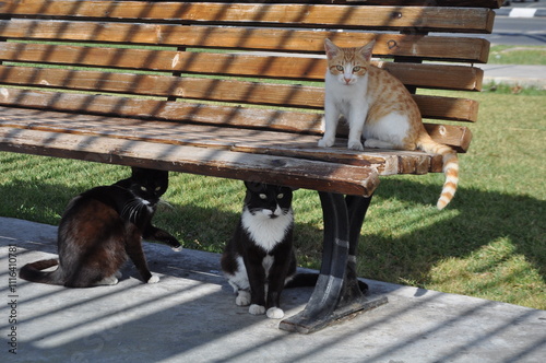Cat stretching on park bench outdoors