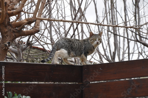 The beautiful Animal Cat