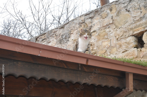 The beautiful Animal Cat