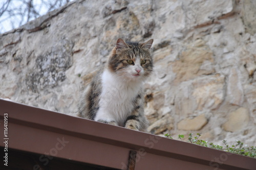 Cat looking curiously at the camera