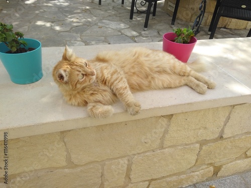 Orange cat basking in sunlight outside
