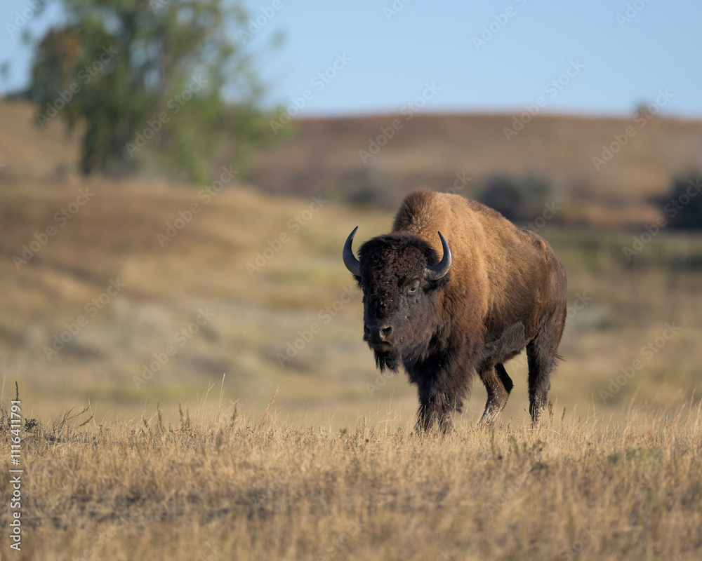 Lone bison buffalo on prairie of Theodore Roosevelt National Park North Unit in North Dakota Lone bison buffalo on prairie of Theodore Roosevelt National Park North Unit in North Dakota