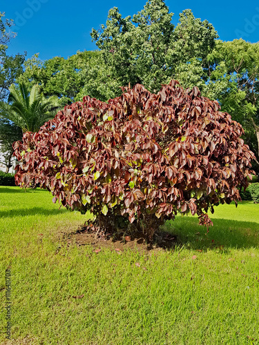 Lush, verdant foliage of an Acalypha Wilkesiana Copperleaf plant, surrounded by a harmonious blend of grasses and trees. The scene is bathed in the warm, golden light of the autumn sun