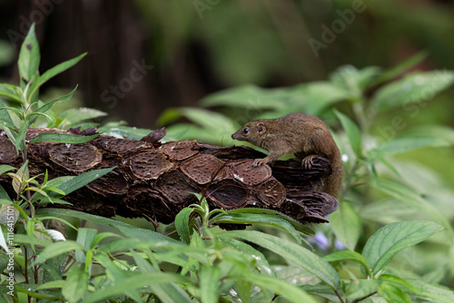 Northern Treeshrew (Tupaia belangeri) perching on a trunk photo