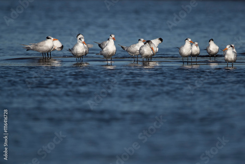 A flock of royal tern (thalasseus maximus) resting on sand bank near the beach photo