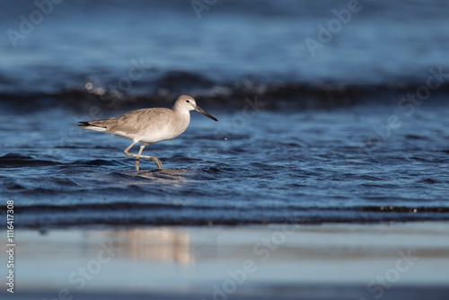 A willet (tringa semipalmata, subspecies inornata) in winter plumage foraging at the beach  photo