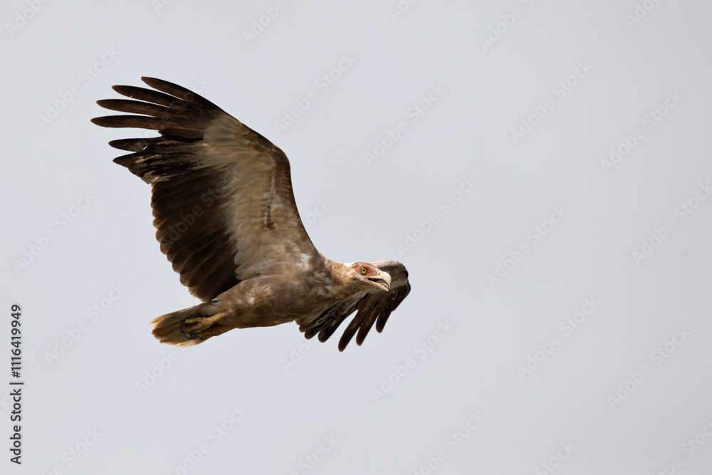 Obraz premium Immature Palm-nut Vulture (Gypohierax angolensis) in flight