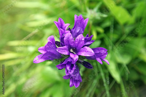Close up of a Clustered bellflower, Great Bear Rainforest British Columbia Canada
