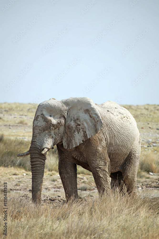 Fototapeta premium Elephant after mud bath, Etosha National Park, Namibia 