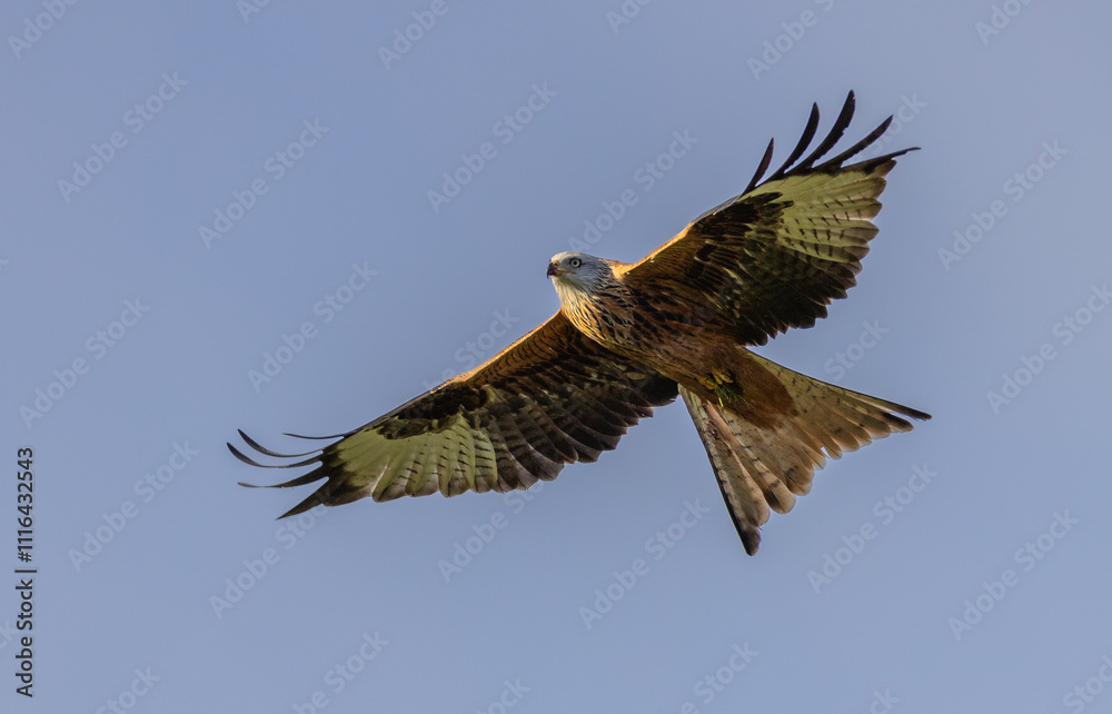 Fototapeta premium Red kite - Milvus milvus