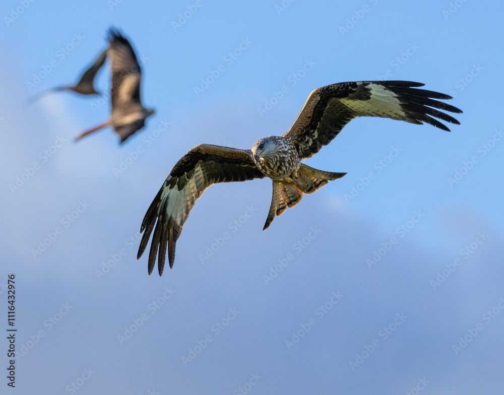 Obraz premium Red kite - Milvus milvus