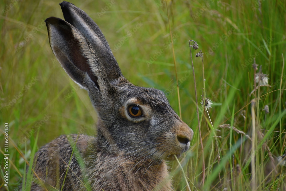 A hare eats a dandelion stem while sitting sideways in the grass in a meadow on a summer day, in its natural habitat A hare eats a dandelion stem while sitting sideways in the grass in a meadow on a summer day, in its natural habitat