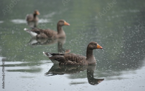 CANARDS SUR UN LAC